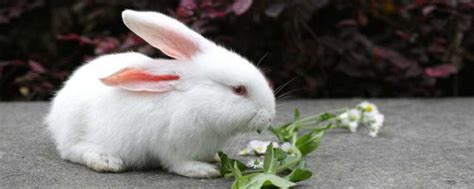 已婚女人梦见好多兔子是什么预兆 梦见兔子的意义 - 美欧网
