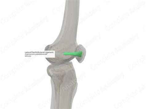 Anatomy, Bony Pelvis And Lower Limb: Medial Patellofemoral Ligament – IQDW
