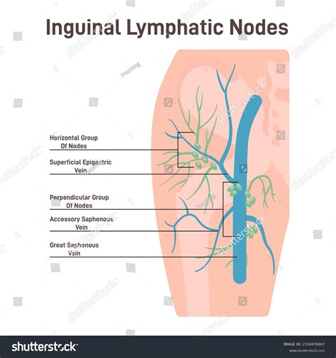 7 imagens de Popliteal nodes Imagens, fotos stock e vetores | Shutterstock
