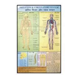Human Physiology Charts 30 No's - HP19S-Human Kidney Biological Charts ...