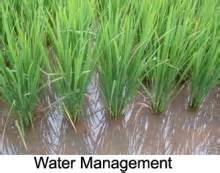 Rice Ecosystem