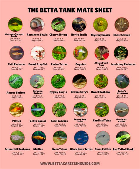 Betta fish – Artofit