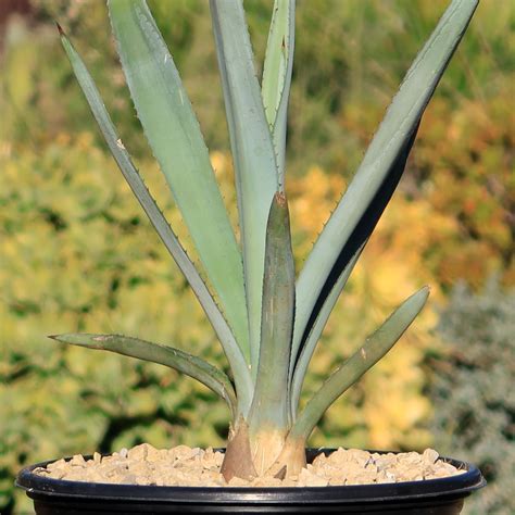 Shop Blue agave 'Tequila Plant' Agave Tequilana - Care and Info ...