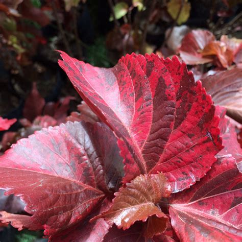 Pondicherry Institute of Agricultural Sciences | First Diploma in ...