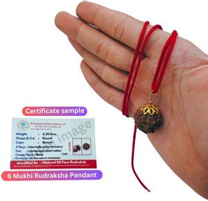 Plus Treasure 6 Mukhi Nepali Rudraksha six Face Rudraksh With Original ...