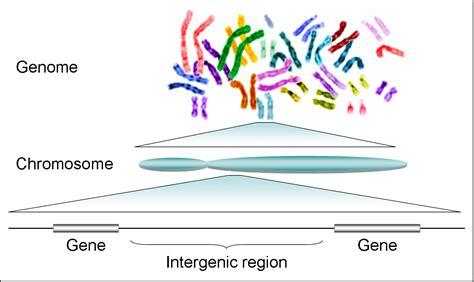 Genome Explained 的图像结果