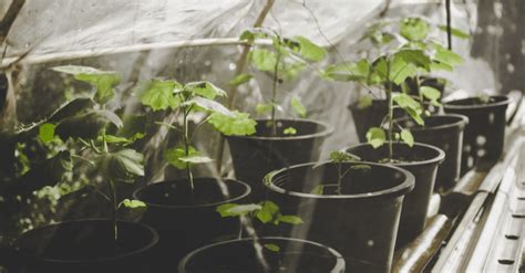 Image result for Humidity Grow Tent