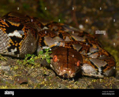 Reticulated Python Pig 的图像结果