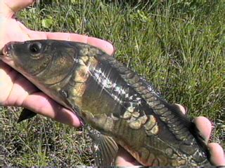 Index of /envis/doc97html