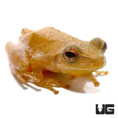 Image result for Spring Peeper Frog Habitat