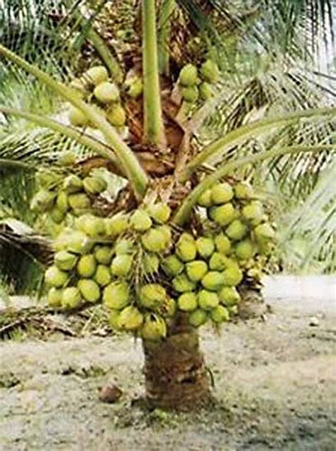 Creative Farmer Live Plant High Yield Hybrid Rare Coconut - Dwarf ...