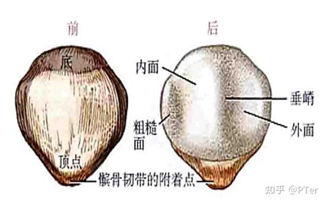 胫骨粗隆 的图像结果