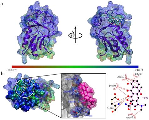 Theoretical Study at the Molecular Mechanics Level of the Interaction ...