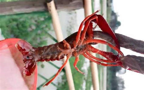 小龙虾竟是外来物种？日本突然立法禁售小龙虾，小龙虾还能吃吗？_百科TA说