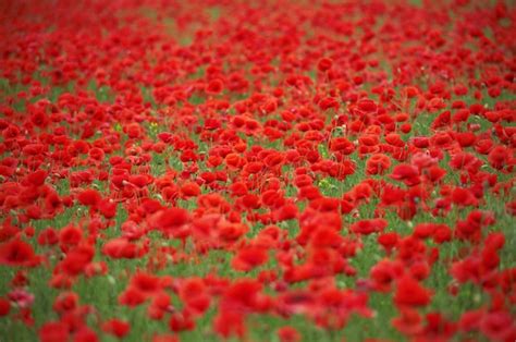 Poppy Field 2020 的图像结果