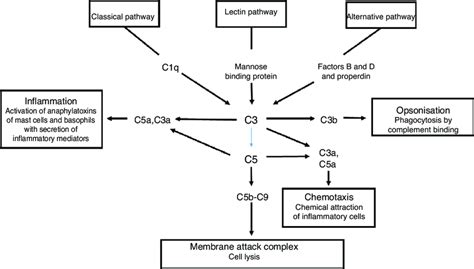 Image result for Complement Pathways Animation