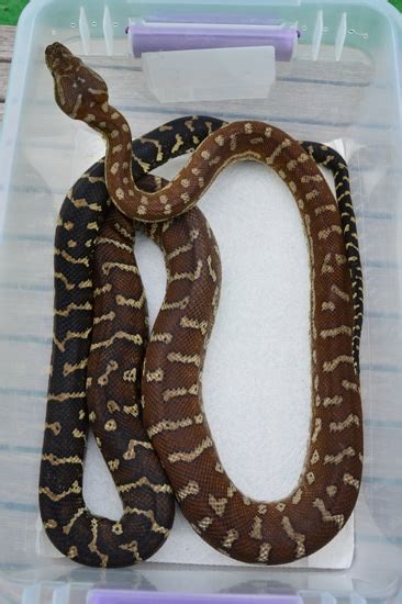 Image result for Centralian Python