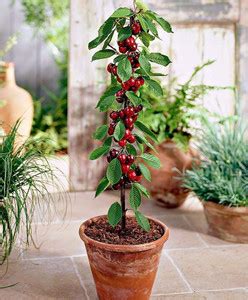 greenhousestore Cherry Fruit Plant Price in India - Buy greenhousestore ...