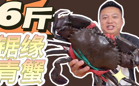 酒家采购到509斤重巨型石斑鱼(图)_新闻中心_新浪网