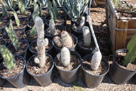Old Man Cactus — GDNC Nursery