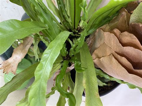Japanese Bird's Nest Fern Care: Your Tropical Plant Guide
