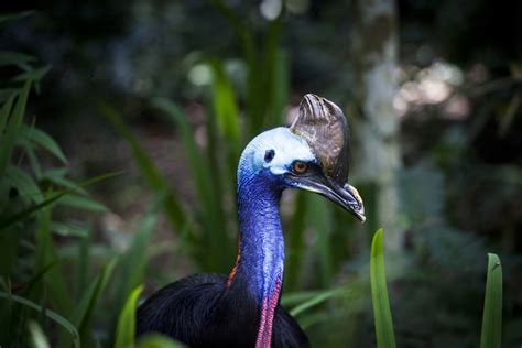 15 Most Amazing Animal Encounters in Australia - The Ginger Wanderlust