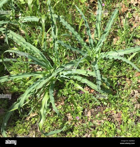 wavy-leafed soap plant (Chlorogalum pomeridianum) Plantae Stock Photo - Alamy
