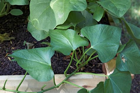 How To Grow Sweet Potatoes: A Step-by-Step Guide