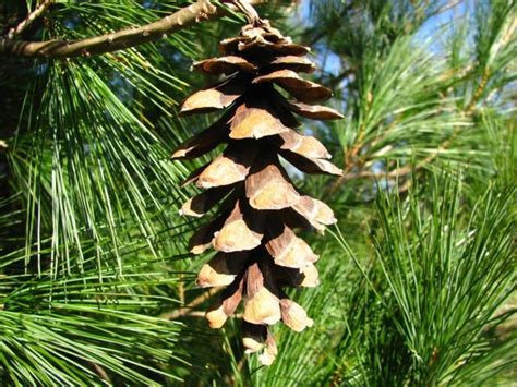 Pinus peuce - Macedonian pine, Balkan pine | The Dawes Arboretum