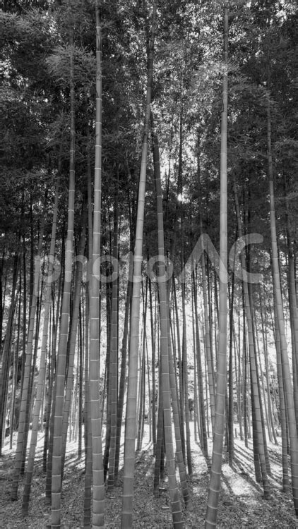 Image result for Negative String Slicing in Python