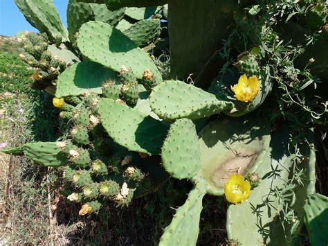 Feigenkaktus, Opuntia ficus-indica – Holiday homes Azalas