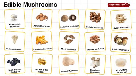 Edible Mushrooms List – Learn Their Names with Pictures