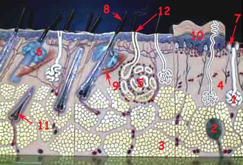 Image result for Python Skin Structure