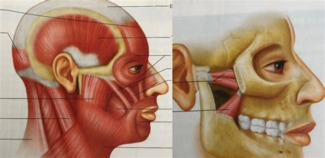 Muscles of Mastication Lecture 的图像结果