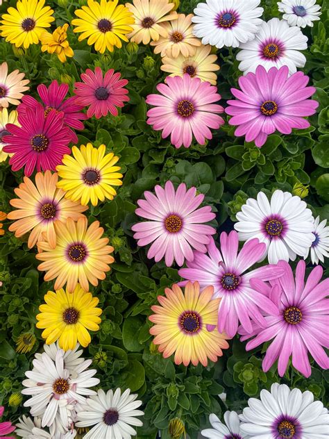 African Daisies Field with Colorful Blooms