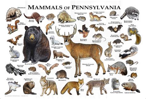 Mammals of Pennsylvania Poster Print