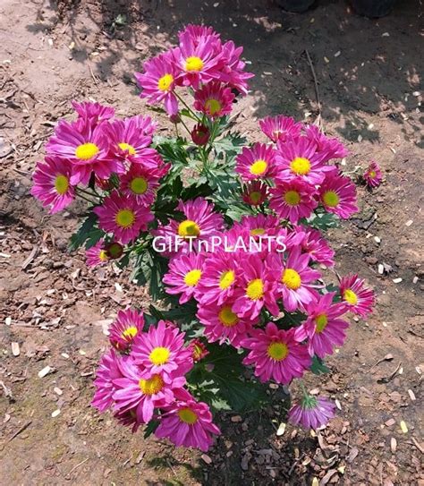 Chrysanthemum Plant -Any Flower Colour, Guldaudi Plant — GIFTnPLANTS