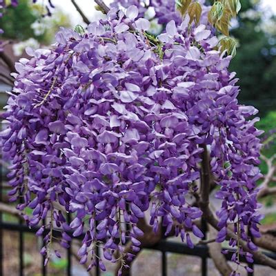 Flowering Blue Moon Wisteria Vine Plants, Bulbs & Seeds at Lowes.com