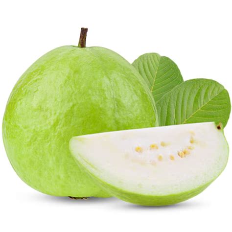 Kilo Pera(Giant Guava)Fruit Live Plant (Home & Garden) – Hug A Plant