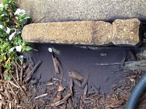 Image result for Springtail vs Termite