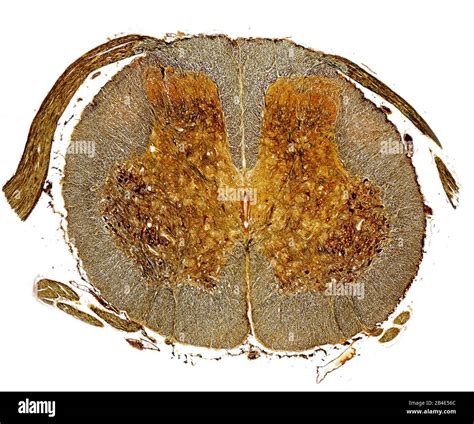 Spinal cord cross section hi-res stock photography and images - Alamy