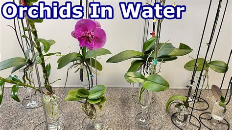 How Do You Grow Orchids In Water at Rebecca Leon blog