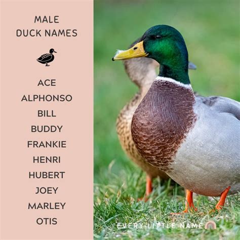 Hilarious Duck Names