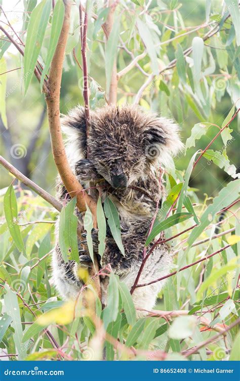 Wet Koala Bear Sleeping in a Tree Stock Photo - Image of tree, cute ...