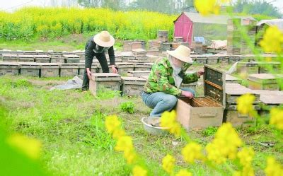养蜂人检查蜜蜂的箱和蜂蜜框架养蜂场的养蜂工作选择焦高清图片下载-正版图片506111781-摄图网