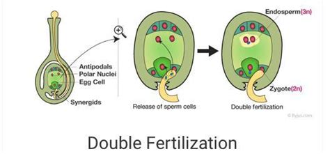 Diagram on process of double fertilisation. - Brainly.in