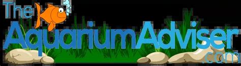 Image result for Discus Fish Water Conditions