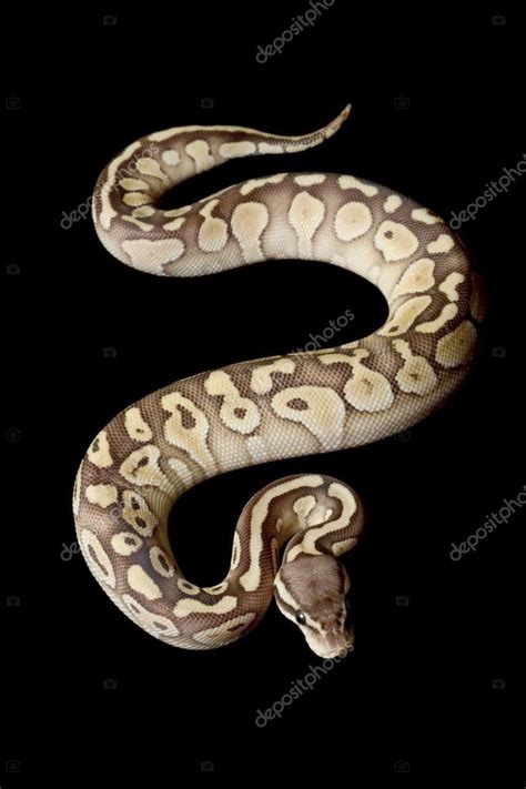 Image result for Lesser Ball Python