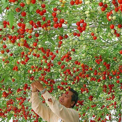 Arlo Giant " ITALIAN TREE TOMATO " Trip L Crop Vegetable Seeds - 10 ...
