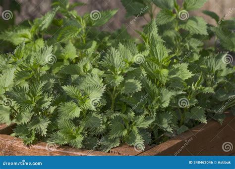 Stinging Nettle Plants for Herbal Medicine and Wellness. Stock Photo ...